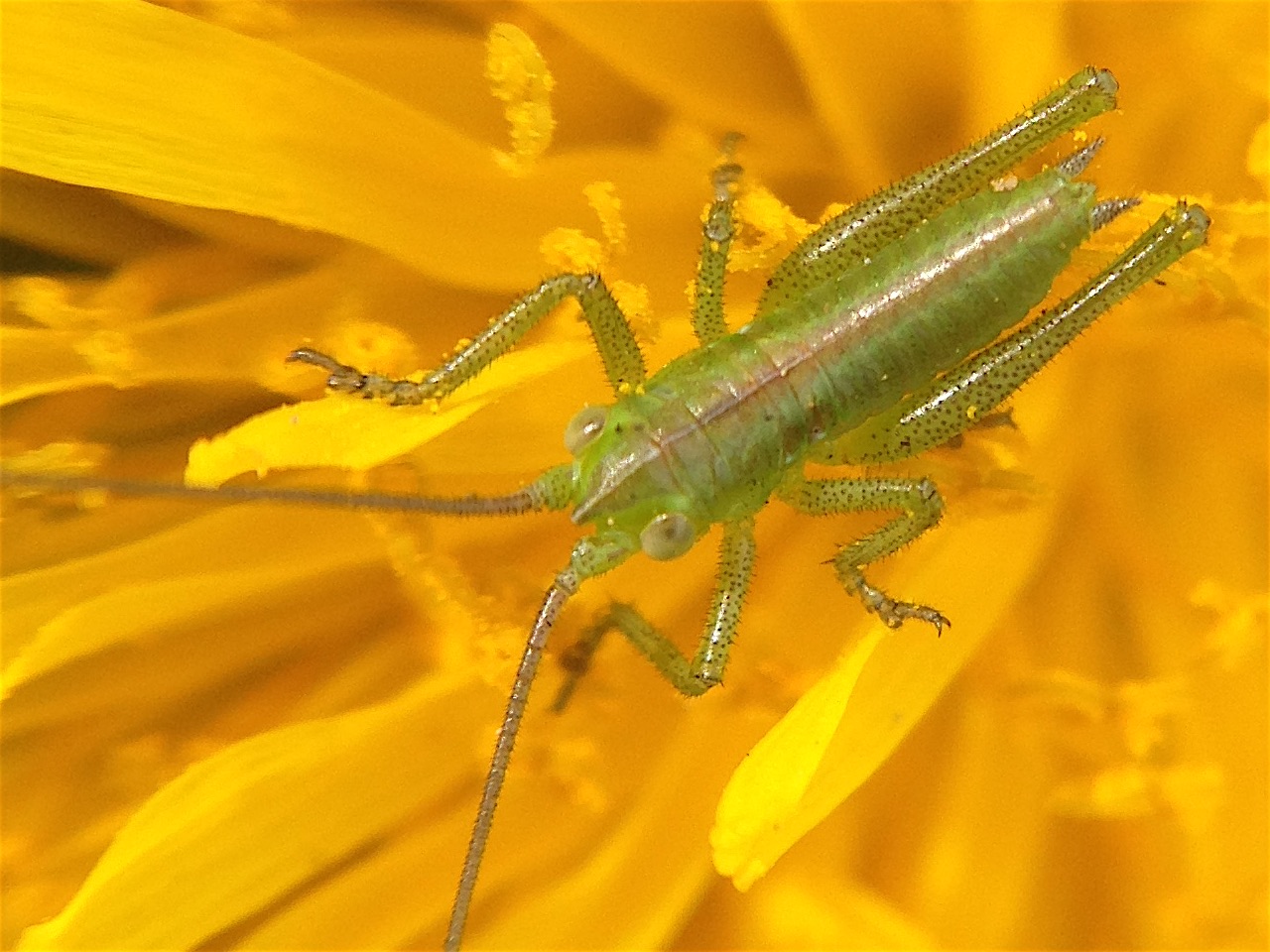 Minuscolo ortottero su un fiore: neanide di Tettigonia viridissima